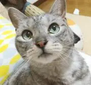 白猫