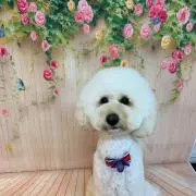 オカモの画像