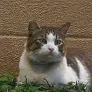 はしこ