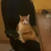 mulishaの画像