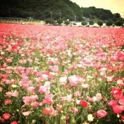 hii☆プロフは必ず読んでください