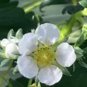いちご