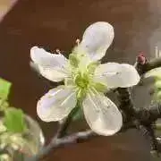 prunelemonの画像