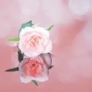 Image of あやぽ
