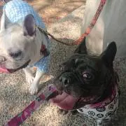 獅子丸
