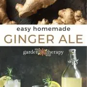 gingerの画像