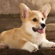 Kimiziの画像