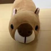 カピバラ⭐️プロフ一読必須