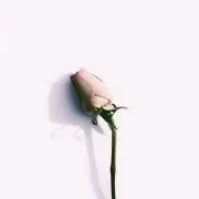io.❁⃘の画像