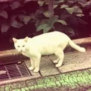 杏里
