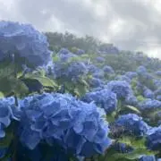 ぽこの画像