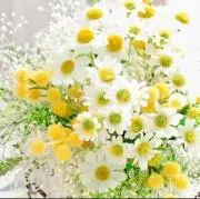 まんまる130 (発送は土日が多いです)の画像