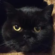 Nutmegの画像