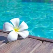 ぷりの画像