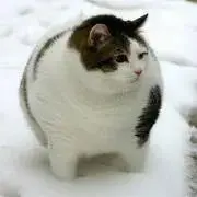 みこの画像