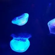 かん吉ฅ^•ﻌ•^ฅ♡