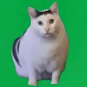 赤坂の猫の画像