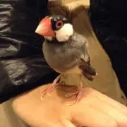 になん