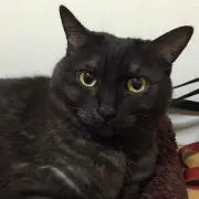 メリーマリーgogo
