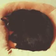 猫田の画像