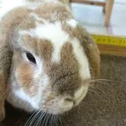 ウサギ