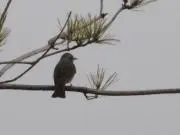 たんたんの画像