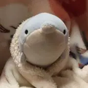 いるかグランデ