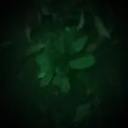 YAMATO