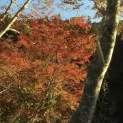 ジャッキー