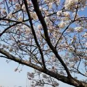 Yuuki※断捨離中の画像