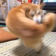 うさぎバトルの画像