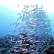 ぎょ〜