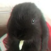 うしゃこの画像