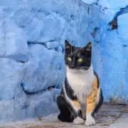 はやしの画像
