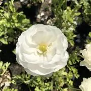 スヌピの画像