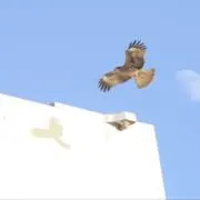 TPUの画像