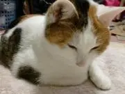 まりななおの画像