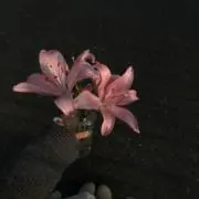 o''oの画像