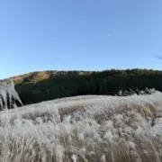 TAの画像