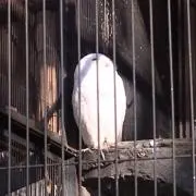 ふくろう