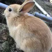 かなぴょんの画像