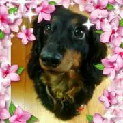梅里✿