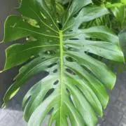 あさぶくろうの画像
