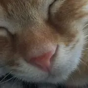 ひなたの画像