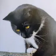 まぐの画像