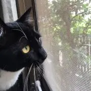 ボッチの画像