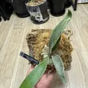 ビカクシダの画像