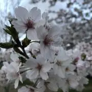 あや(o^^o)の画像