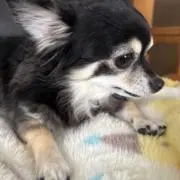 たむの画像