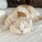 ppr_gyの画像